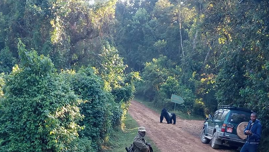 Self Drive Gorilla Trekking Uganda