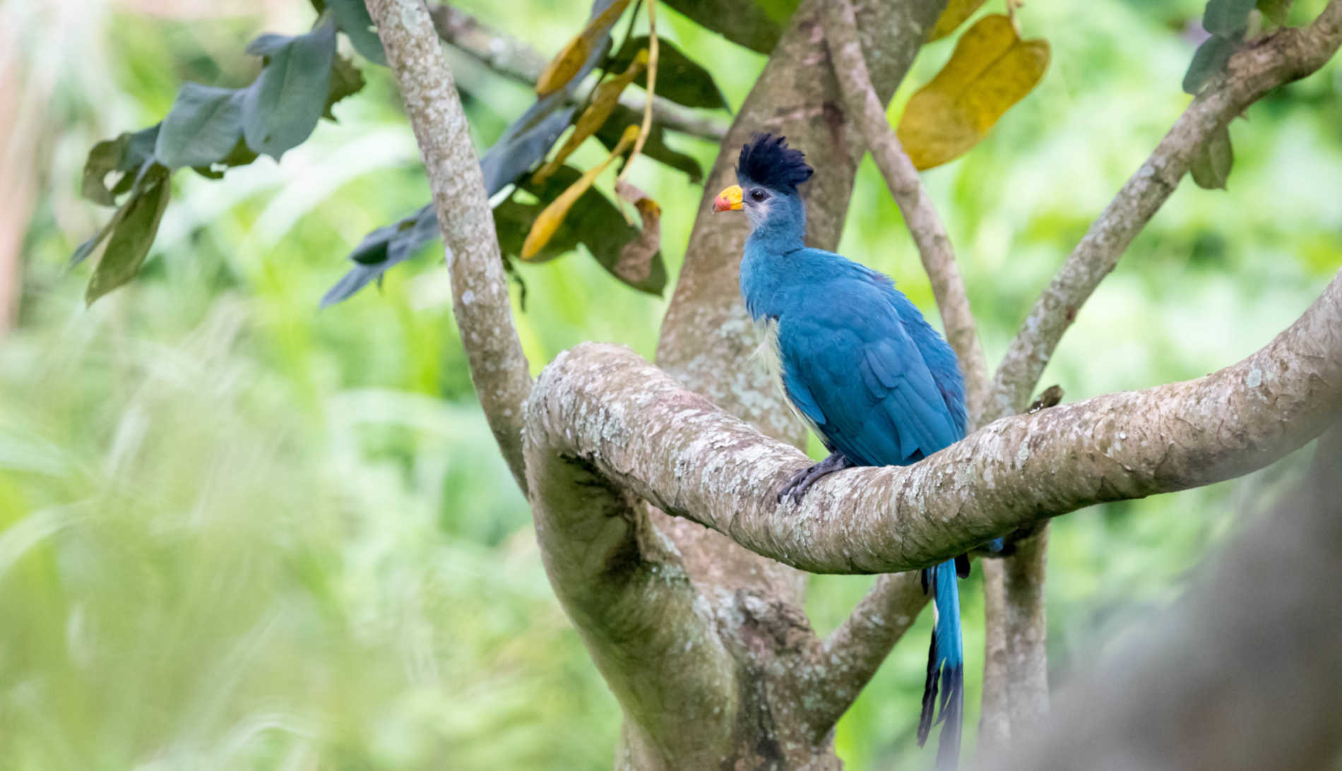 Uganda Birding Destinations