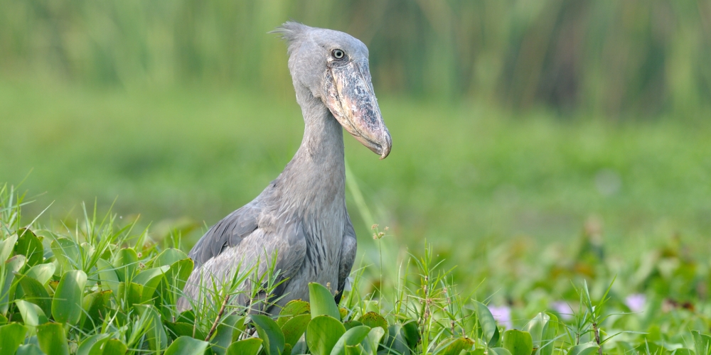 Uganda Birding Destinations
