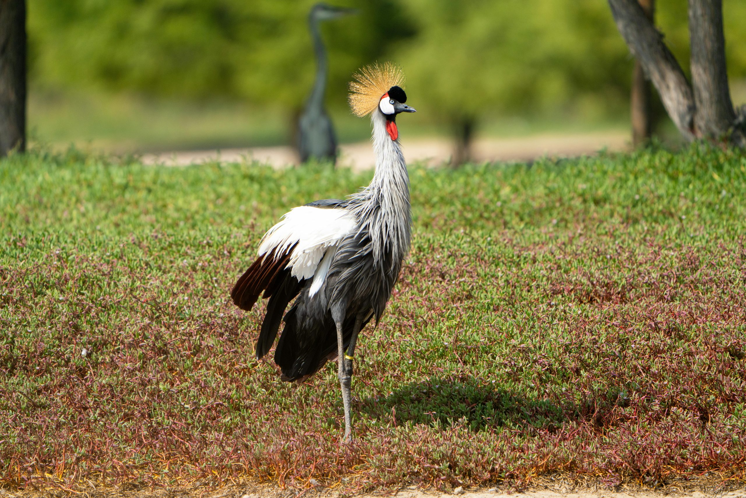Uganda Birding Destinations
