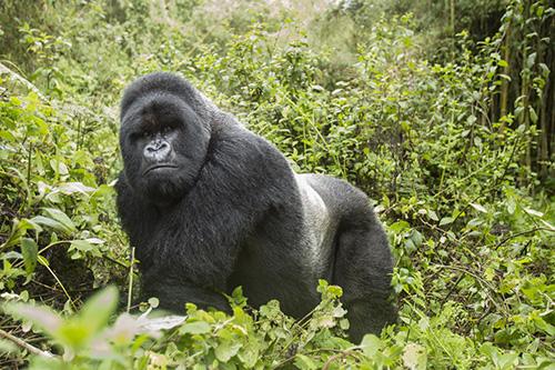 Private Safari Uganda