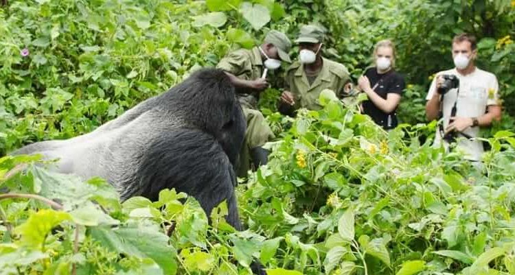 Step-by-Step: How to Book a Gorilla Permit in Uganda
