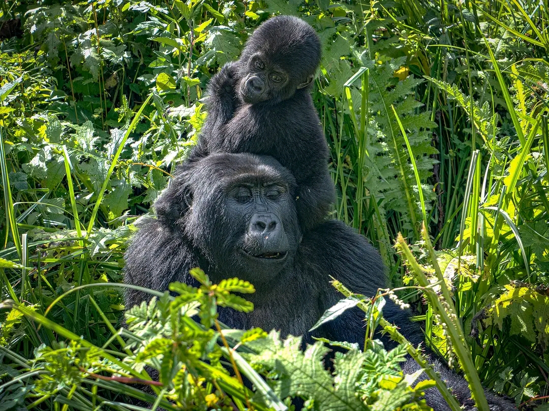 Best Gorilla Trekking Tours in Uganda