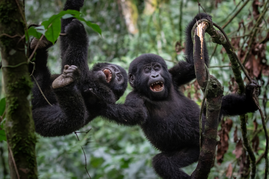 How Much Do Uganda Gorilla Tours Cost?