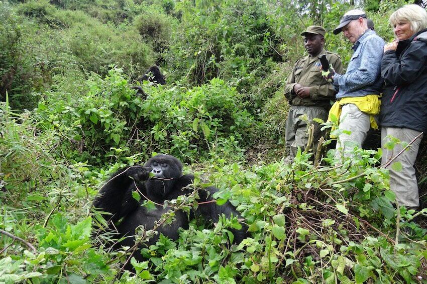 Get ready for gorilla trekking with essential tips on fitness, clothing, packing, permits, weather, and what to expect on the trail.
