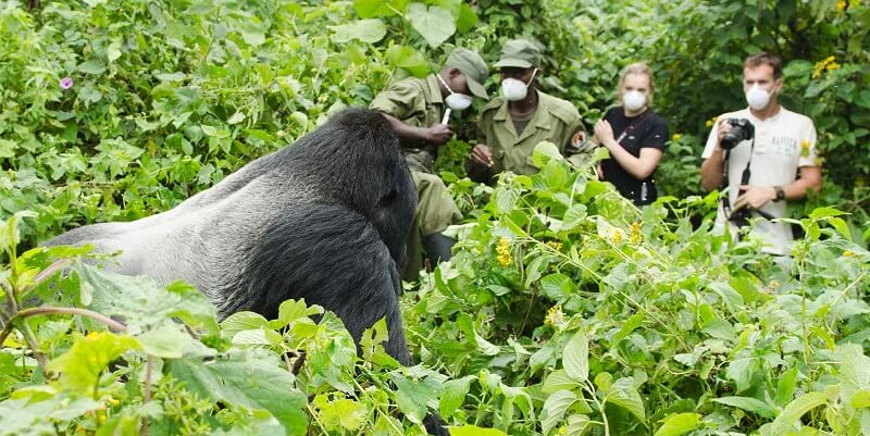 Luxury Gorilla Trekking
