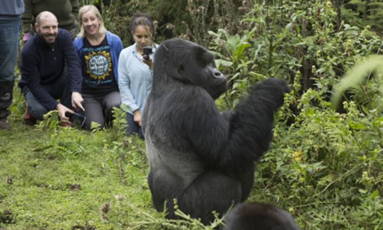 Luxury Gorilla Trekking