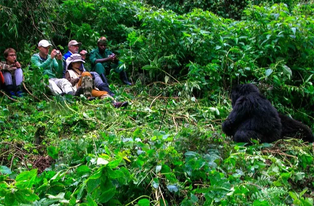 Cost of Luxury Gorilla Trekking (2026 Guide)