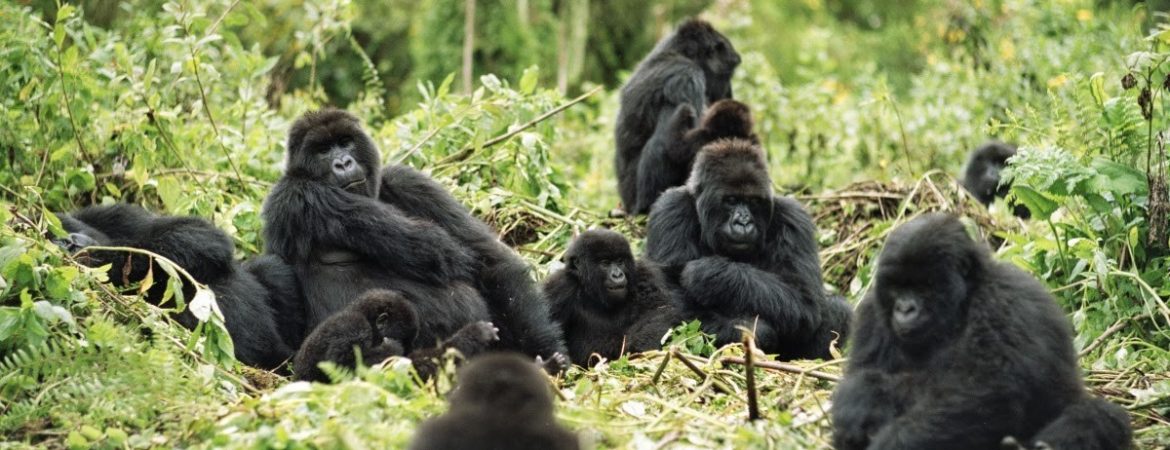 Quick Comparison: Gorilla Trekking Destinations in Africa