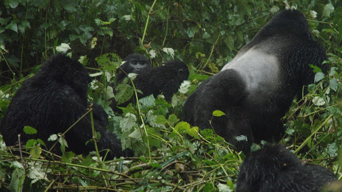 Uganda Travel Packages