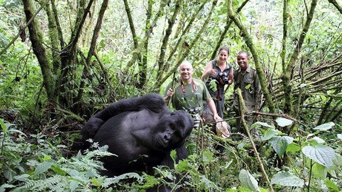 Gorilla Habituation Experience in Uganda