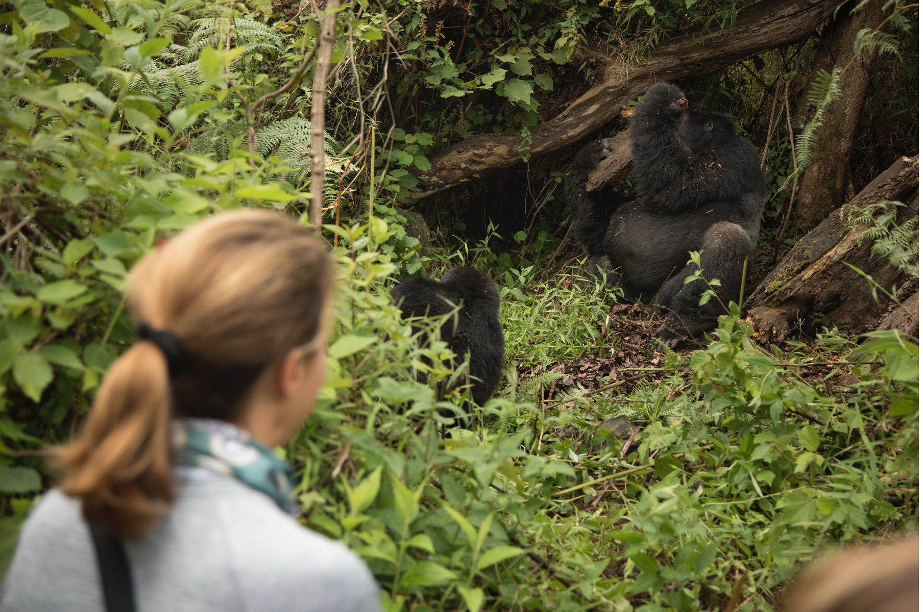 Gorilla Habituation Permit