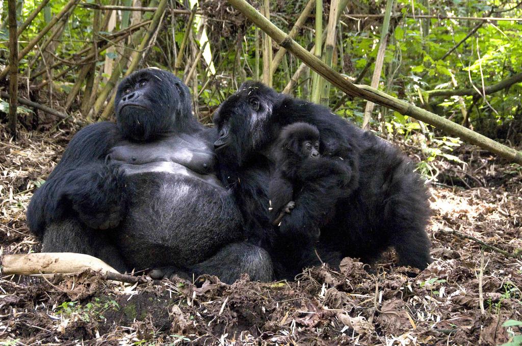 Get ready for gorilla trekking with essential tips on fitness, clothing, packing, permits, weather, and what to expect on the trail.