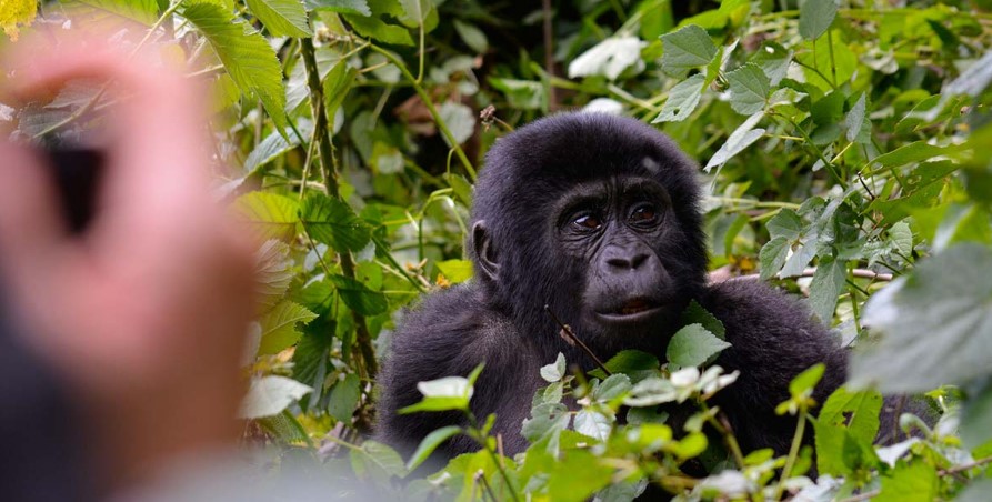 Uganda Gorilla Tours