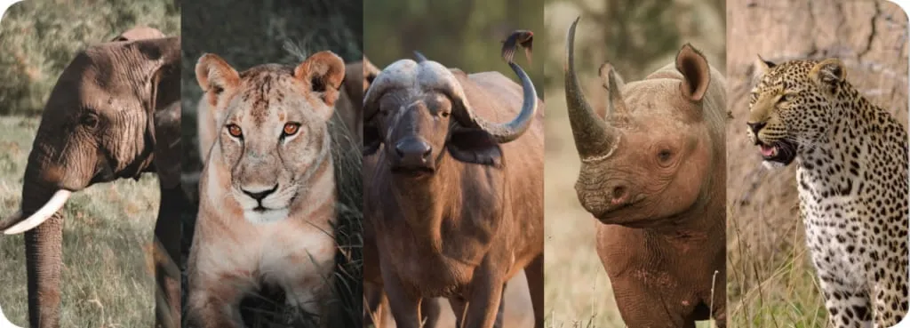 Big Five Safaris Uganda