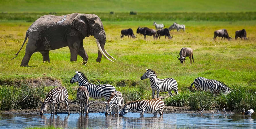 Uganda Safari | Game drives
