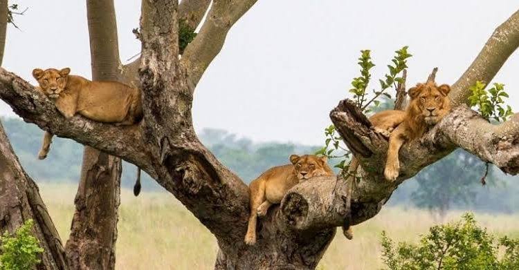 Tree Climbing Lions Uganda